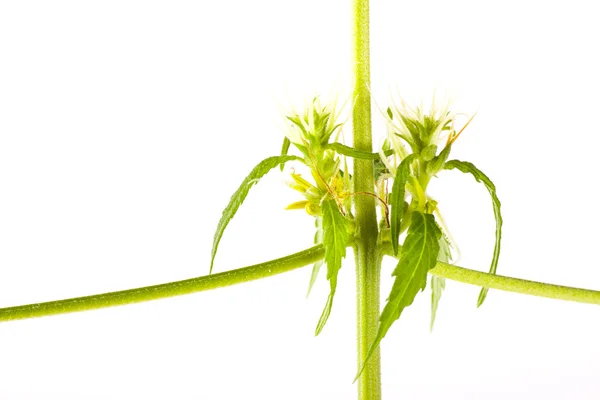 Kenevir bitki, beyaz arka plan üzerinde marihuana — Stok fotoğraf