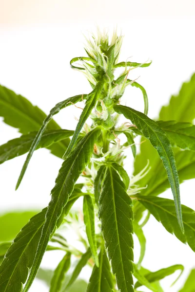 Marijuana bud on white background — Stock Photo, Image