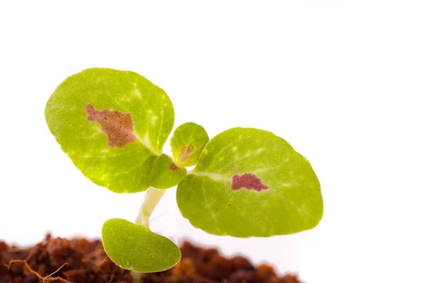 Young sprout in coco substrate, coleus plant — Stock Photo, Image