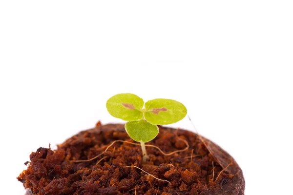 Jeune germe dans un substrat de coco, plante de coléus — Photo