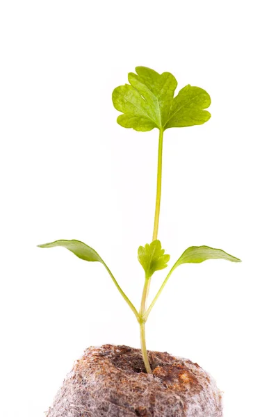 Young sprout in peat tablet, celery plant — Stock Photo, Image