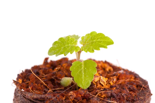 Broto jovem em comprimido de turfa, planta de hortelã — Fotografia de Stock