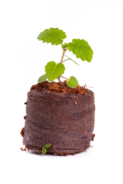 Brote joven en tableta de turba, planta de menta —  Fotos de Stock