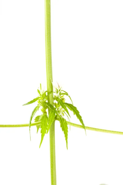 Рослина конопель, марихуана на білому тлі — стокове фото