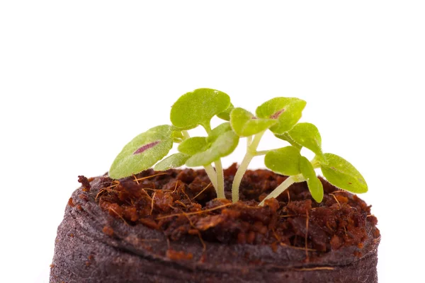 Germoglio giovane in substrato di cocco, pianta di coleus — Foto Stock