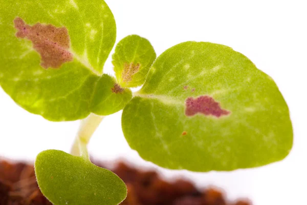 Young sprout in coco substrate, coleus plant — Stock Photo, Image