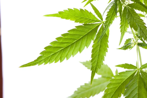 Cannabispflanze, Marihuana auf weißem Hintergrund — Stockfoto