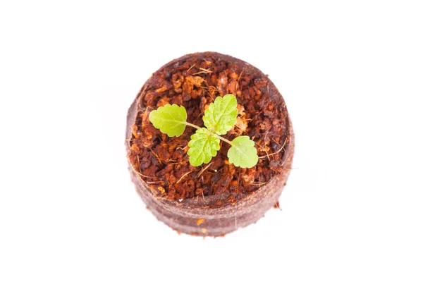 Broto jovem em comprimido de turfa, planta de hortelã — Fotografia de Stock
