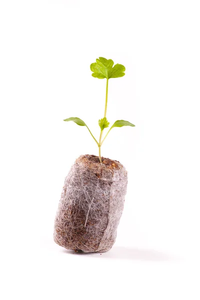 Young sprout in peat tablet, celery plant — Stock Photo, Image