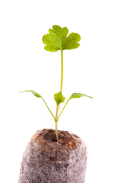 Young sprout in peat tablet, celery plant — Stock Photo, Image