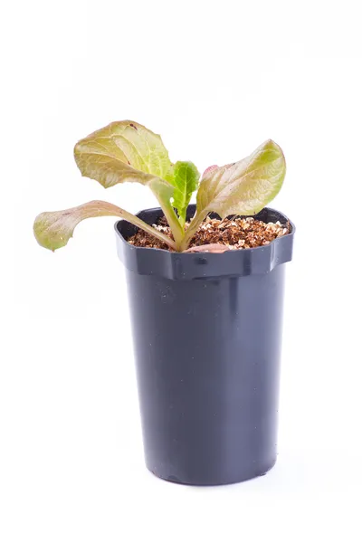 Salad, isolated on white — Stock Photo, Image