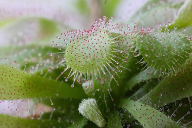 sundew, drosera yakalayan böcek ile