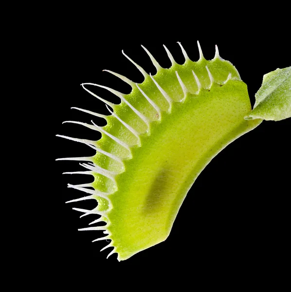 Венера мухоловка (Dionaea muscipula) на черном — стоковое фото