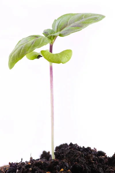 罗勒植物发芽 — 图库照片