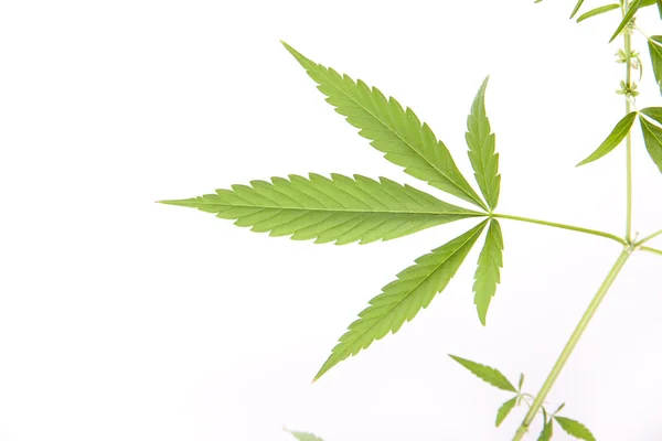 Cannabispflanze, Marihuana auf weißem Hintergrund — Stockfoto