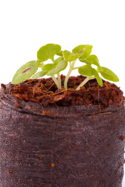 Tineri germeni în substrat de coco, plantă de coleus — Fotografie, imagine de stoc