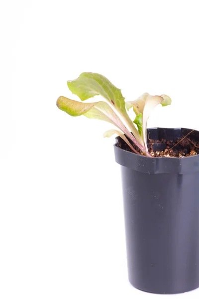 Salade, geïsoleerd op wit — Stockfoto