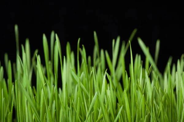 Green grass on black — Stock Photo, Image