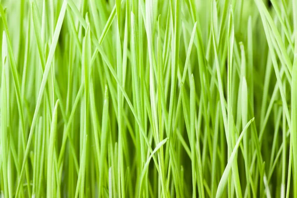 Verse groene gras achtergrond — Stockfoto