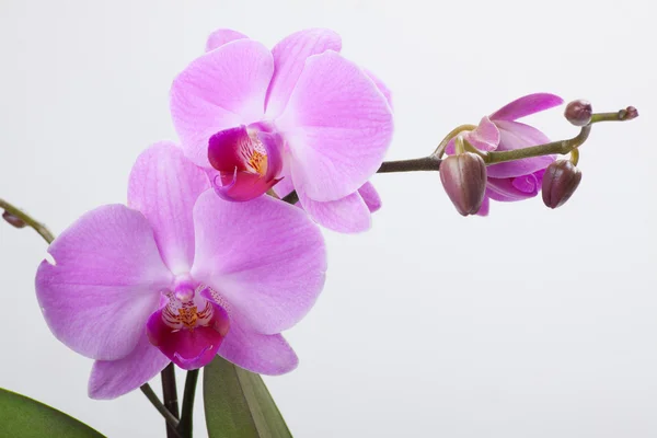 Orchidea, isolata su bianco — Foto Stock