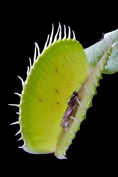 Muchołówka (dionaea muscipula) na czarno — Zdjęcie stockowe