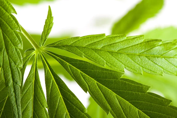 Wietplant, marihuana op witte achtergrond — Stockfoto