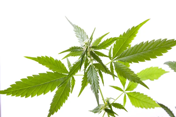 Marihuana knop op witte achtergrond — Stockfoto