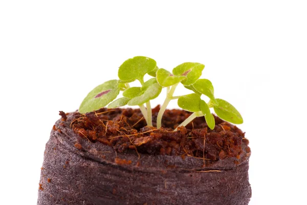 Unga spira i coco substrat, coleus växt — Stockfoto