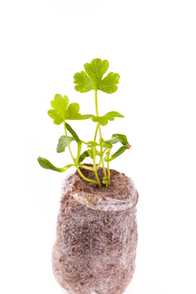 Young sprout in peat tablet, celery plant — Stock Photo, Image