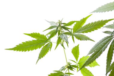 Beyaz arka planda marihuana tomurcuğu