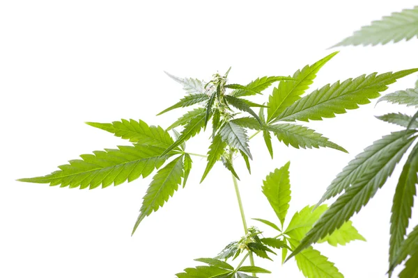 Marihuana knop op witte achtergrond — Stockfoto