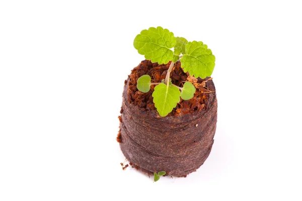 Brote joven en tableta de turba, planta de menta —  Fotos de Stock