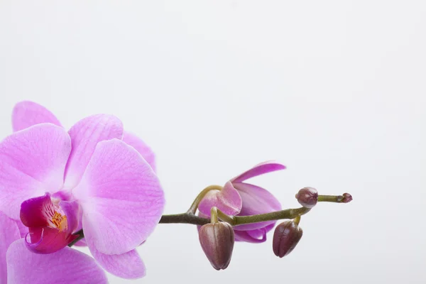 Orquídea, isolada sobre branco — Fotografia de Stock