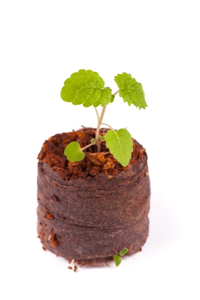 Brote joven en tableta de turba, planta de menta —  Fotos de Stock