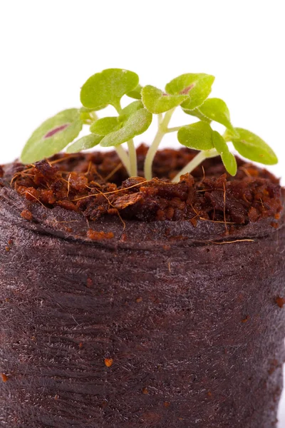 Unga spira i coco substrat, coleus växt — Stockfoto