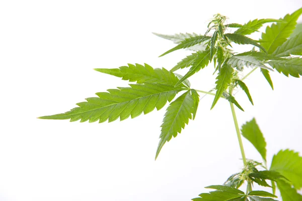 Wietplant, marihuana op witte achtergrond — Stockfoto