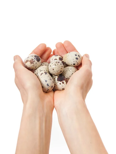 Quail eggs in hands isolated on white — Stock Photo, Image