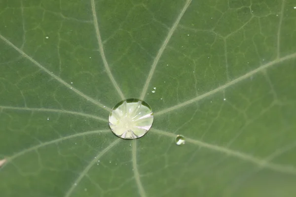 Folha verde com gotas de água — Fotografia de Stock