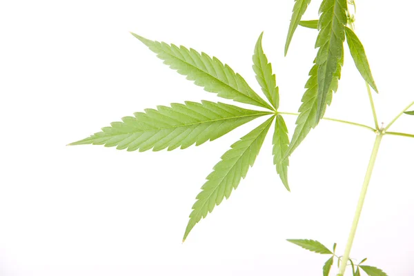 Cannabispflanze, Marihuana auf weißem Hintergrund — Stockfoto