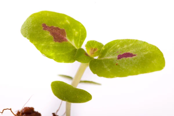 Young sprout in coco substrate, coleus plant — Stock Photo, Image