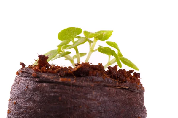 Jeune germe dans un substrat de coco, plante de coléus — Photo