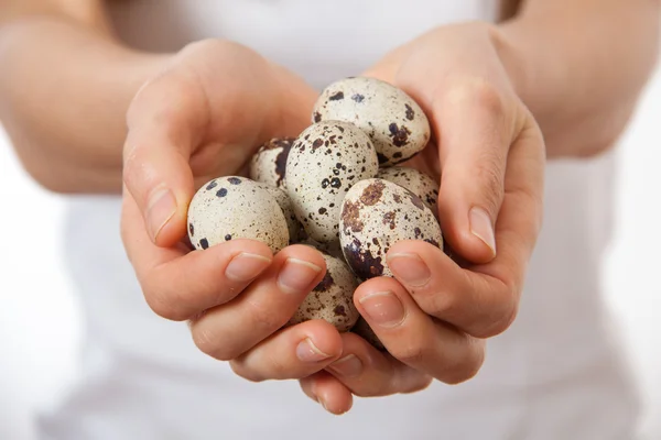 Huevos de codorniz en manos —  Fotos de Stock