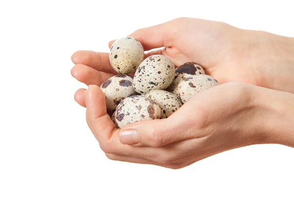 Перепелиные яйца в руках изолированы на белом — стоковое фото