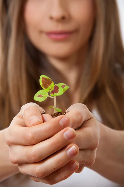 Ung kvinna anläggning växt, coleus — Stockfoto