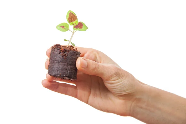 Coleus sprout in female hand — Stock Photo, Image