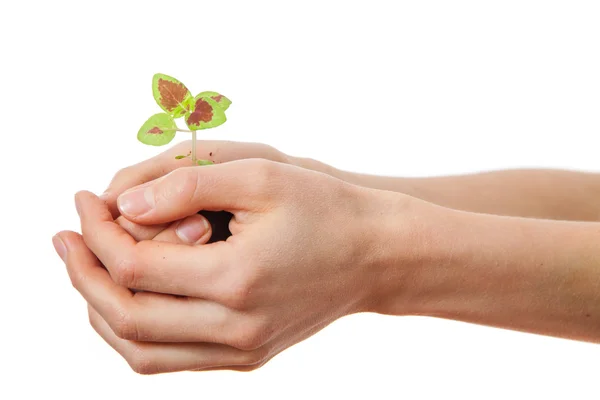 Coleus ontkiemen in vrouwelijke handen — Stockfoto