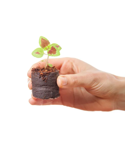 Coleus sprout in female hand — Stock Photo, Image