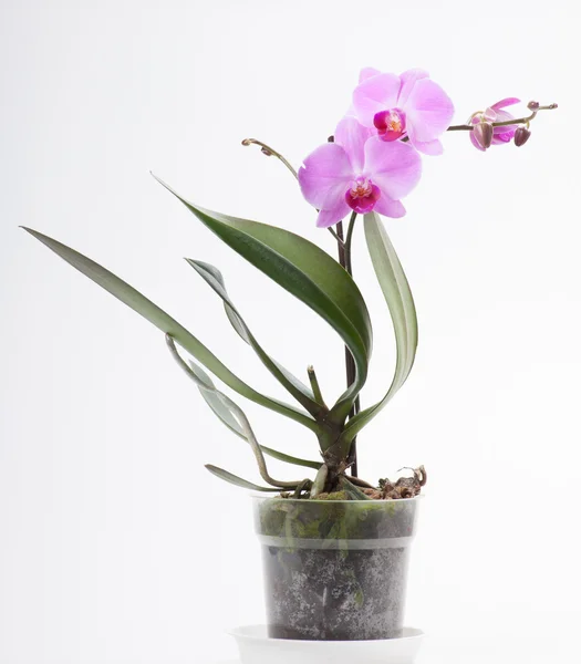 Orchidea, isolata su bianco — Foto Stock