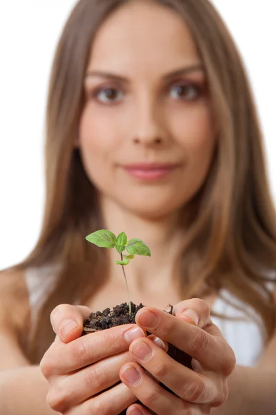 在女性手中的绿色的植物发芽 — 图库照片