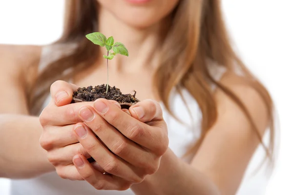 Green plant sprout in female hand — Stock Photo, Image
